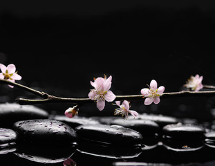 flowers of apricot in april with zen stones