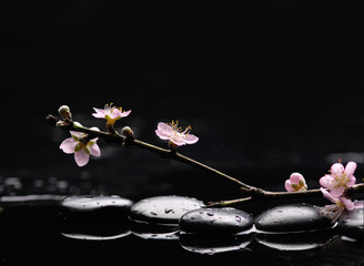 flowers of apricot in april with zen stones