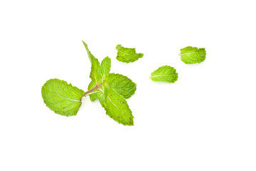 green mint on white paper