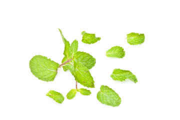 green mint on white paper