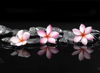  Set van drie frangipani en zwarte kiezelstenen © Mee Ting