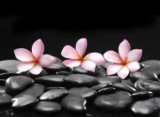 Fototapeta na wymiar Still life with three frangipani and black pebbles