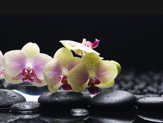 Spa still life with branch orchid and black stones