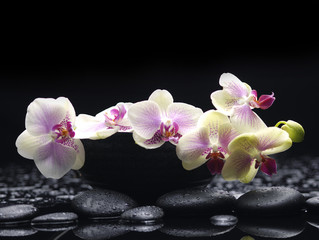 Obraz na płótnie Canvas Oddział biała orchidea w misce z terapii kamieni