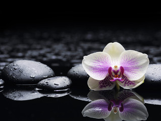 Beautiful white orchid with zen stones on wet black background