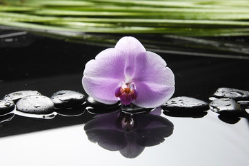 Beautiful pink orchid and stones with green leaves reflection