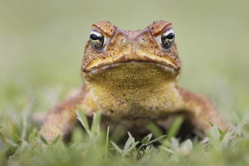 Cane toad on grass