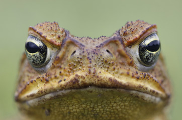 Cane toad face