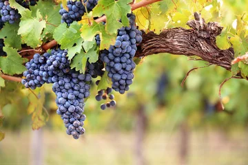 Photo sur Plexiglas Vignoble Raisins de vin rouge sur la vieille vigne
