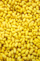 Yellow cocoons surface