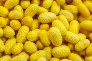 Yellow cocoons
