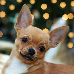 Red chihuahua dog on bokeh background.