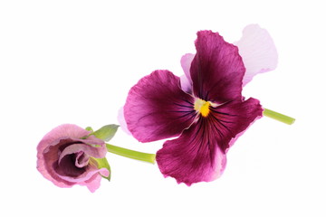 赤紫のパンジーの花と蕾