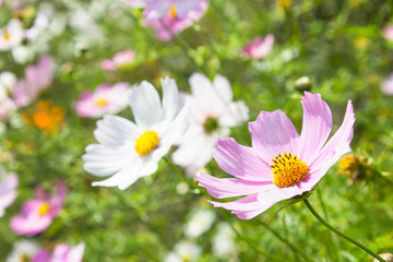 flowers background