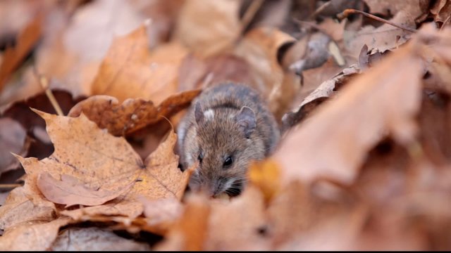 Forest mouse eats nuts found under fallen leaves