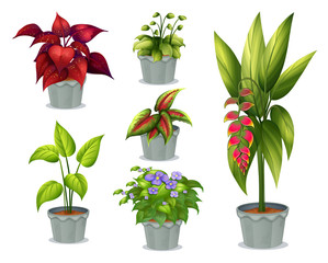 Six ornamental plants