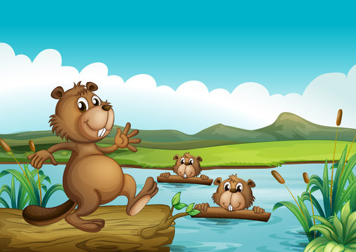 Beavers playing in the river with woods