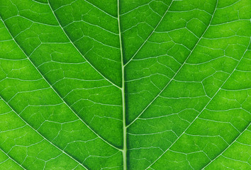hydrangea leaf close up