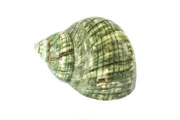 green seashell