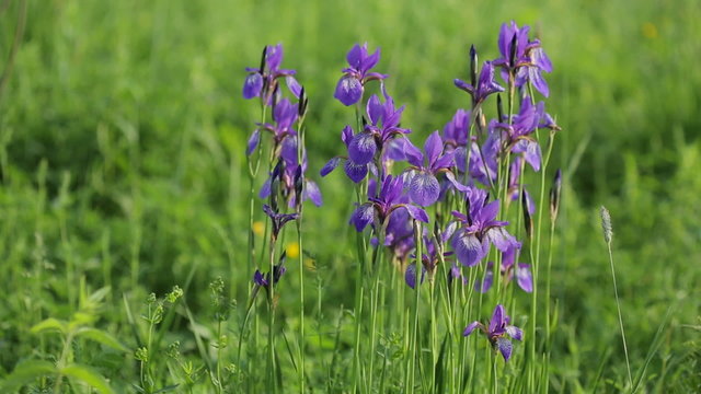 Iris is a genus species of flowering plants with showy flowers.
