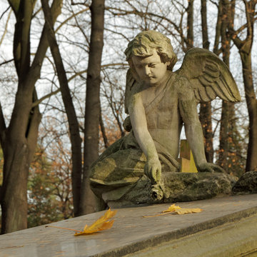 angel with rose  - gravestone on  Rakowice cemetery in Krakow