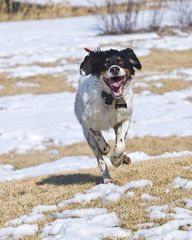 Running English Setter in the snow