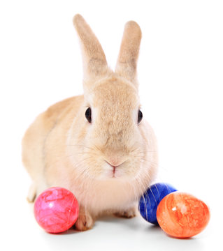 Osterhase