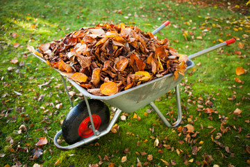 wheelbarrow full of dried leaves
