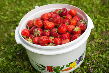 Big bowl with fresh ripe strawberries from organic farm