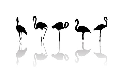 Flamingo birds