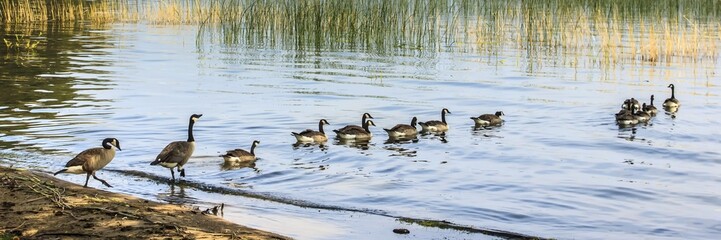 Canada Geese