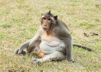 monkey on grass