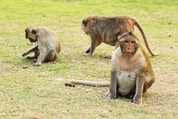 Naklejka premium monkey on the grass