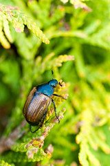 Fat insect on green plant