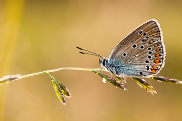 Butterfly Cyaniris Helena
