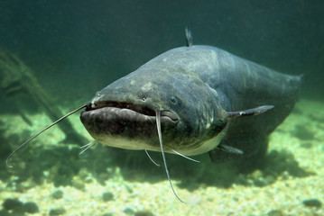 Underwater photo of The Catfish (Silurus Glanis). - obrazy, fototapety, plakaty