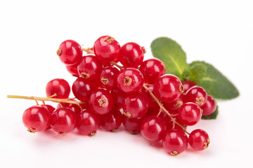fresh red currant