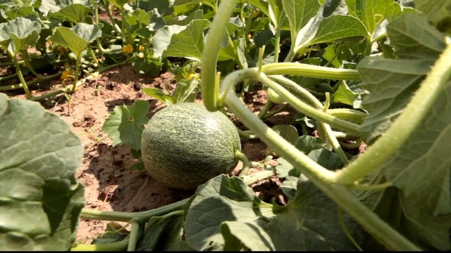 Growing Melons In The Garden