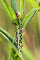 Larvas of insects on green plant