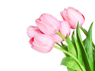 Fresh spring tulip flowers isolated on white
