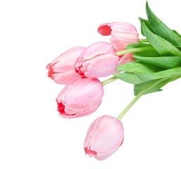 Fresh spring tulip flowers isolated on white