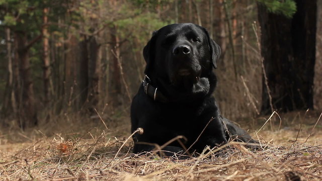Black labrador lies on last year's grass. SRing season. HD