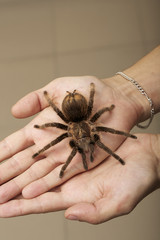 Spider on a woman hand sitting