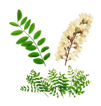 Feuillage et fleur d'acacia