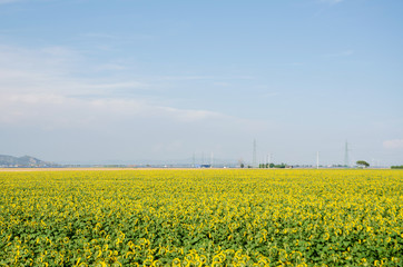 Sunflower field on bright summer day