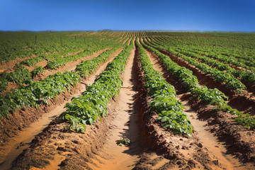 Fototapeta na wymiar Field with endless rows of crops and blue sky horizon