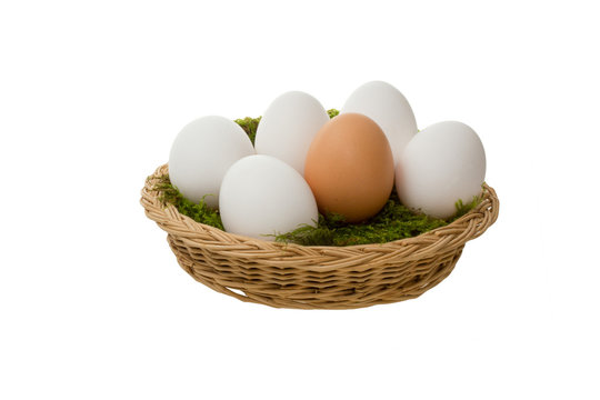 Weisse Eier mit braunem Ei im Nest