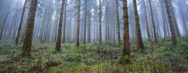 Obraz premium Forest in fog