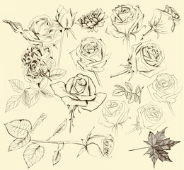 Collection of hand drawn roses for design
