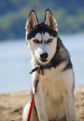 Angry Siberian Husky
